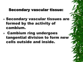 Secondary vascular tissue:
 Secondary vascular tissues are
formed by the activity of
cambium.
 Cambium ring undergoes
tangential division to form new
cells outside and inside.
 