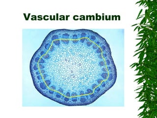 Vascular cambium
 