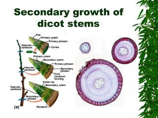 Secondary growth of
dicot stems
 