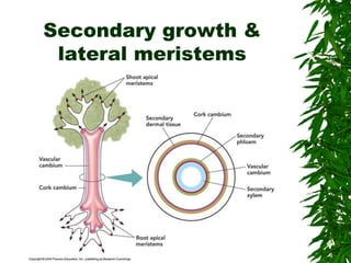Secondary growth &
lateral meristems
 