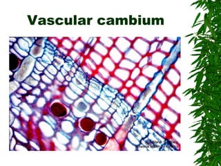 Vascular cambium
 
