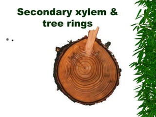  .
Secondary xylem &
tree rings
 