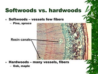 Softwoods vs. hardwoods
 Softwoods – vessels few fibers
– Pine, spruce
 Hardwoods – many vessels, fibers
– Oak, maple
Resin canals
 