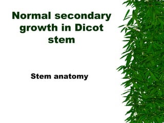 Normal secondary
growth in Dicot
stem
Stem anatomy
 