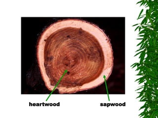 heartwood sapwood
 