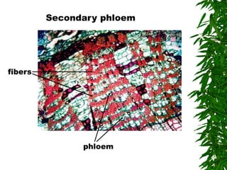 Secondary phloem
phloem
fibers
 
