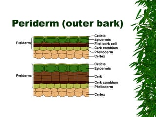 Periderm (outer bark)
 