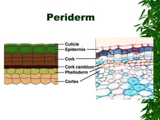 Periderm
 