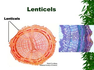 Lenticels
Lenticels
 