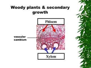 vascular
cambium
Woody plants & secondary
growth
 