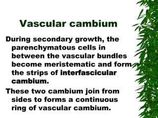 Vascular cambium
During secondary growth, the
parenchymatous cells in
between the vascular bundles
become meristematic and form
the strips of interfascicular
cambium.
These two cambium join from
sides to forms a continuous
ring of vascular cambium.
 