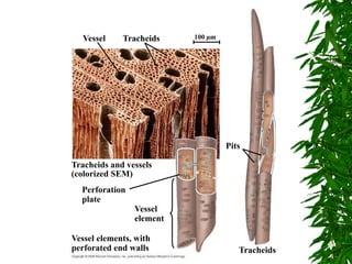 Perforation
plate
Vessel
element
Vessel elements, with
perforated end walls Tracheids
Pits
Tracheids and vessels
(colorized SEM)
Vessel Tracheids 100 µm
 
