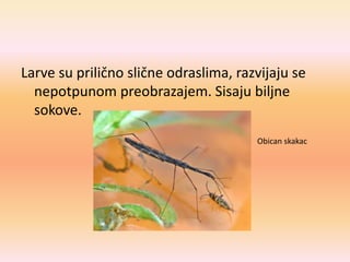 Larve su prilično slične odraslima, razvijaju se
nepotpunom preobrazajem. Sisaju biljne
sokove.
Obican skakac
 