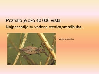Poznato je oko 40 000 vrsta.
Najpoznatije su vodena stenica,smrdibuba..
Vodena stenica
 