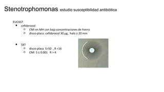 Stenotrophomonas estudio susceptibilidad antibiótica
EUCAST
● cefiderocol
○ CMI en MH con baja concentraciones de hierro
○ disco-placa: cefiderocol 30 μg, halo ≥ 20 mm
● SXT
○ disco-placa S>50 , R <16
○ CMI S ≤ 0.001 R > 4
 