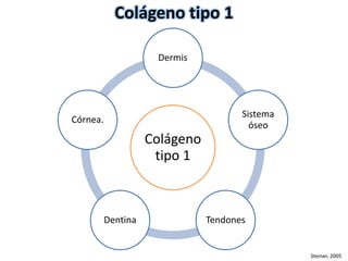 Dermis 
Colágeno 
tipo 1 
Sistema 
óseo 
Dentina Tendones 
Córnea. 
Colágeno tipo 1 
Steiner, 2005 
 