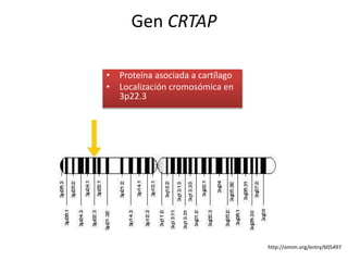 Gen CRTAP 
• Proteína asociada a cartílago 
• Localización cromosómica en 
3p22.3 
http://omim.org/entry/605497 
 