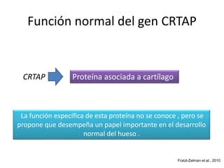 Función normal del gen CRTAP 
CRTAP Proteína asociada a cartílago 
La función específica de esta proteína no se conoce , pero se 
propone que desempeña un papel importante en el desarrollo 
normal del hueso . 
Fratzl-Zelman et al., 2010 
 