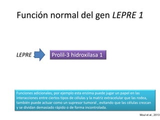 Función normal del gen LEPRE 1 
LEPRE 1 Prolil-3 hidroxilasa 1 
Funciones adicionales, por ejemplo esta enzima puede jugar un papel en las 
interacciones entre ciertos tipos de células y la matriz extracelular que las rodea, 
también puede actuar como un supresor tumoral , evitando que las células crezcan 
y se dividan demasiado rápido o de forma incontrolada. 
Moul et al., 2013 
 