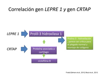 Correlación gen LEPRE 1 y gen CRTAP 
LEPRE 1 Prolil-3 hidroxilasa 1 
Prolina 3 - hidroxilación 
, parece ser crítica para 
el plegado normal y 
CRTAP 
Proteína asociada a 
montaje de colágeno cartílago 
ciclofilina B 
Fratzl-Zelman et al., 2010; Moul et al., 2013 
 