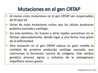 Mutaciones en el gen CRTAP 
• Al menos cinco mutaciones en el gen CRTAP son responsables 
de OI tipo VII. 
• Varias de estas mutaciones evitan que las células produzcan 
proteína asociada a cartílago. 
• Sin esta proteína, los huesos y otros tejidos conectivos no se 
forman adecuadamente, dando lugar a una forma muy grave 
de la enfermedad. 
• Otra mutación en el gen CRTAP reduce en gran medida la 
cantidad de proteína producida cartílago asociada, que 
interrumpe la formación normal de colágeno. Este cambio 
genético provoca signos y síntomas de la osteogénesis 
imperfecta menos graves 
Fratzl-Zelman et al., 2010 
 