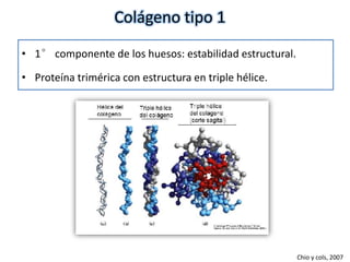 Colágeno tipo 1 
• 1°componente de los huesos: estabilidad estructural. 
• Proteína trimérica con estructura en triple hélice. 
Chio y cols, 2007 
 