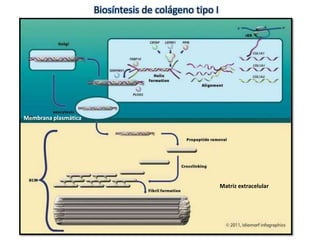 Matriz extracelular 
Biosíntesis de colágeno tipo I 
Membrana plasmática 
 