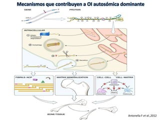Mecanismos que contribuyen a OI autosómica dominante 
Antonella F et al.,2012 
 