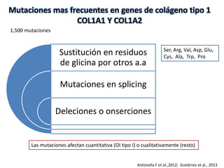 Mutaciones mas frecuentes en genes de colágeno tipo 1 
COL1A1 Y COL1A2 
Sustitución en residuos 
de glicina por otros a.a 
Mutaciones en splicing 
Deleciones o onserciones 
Ser, Arg, Val, Asp, Glu, 
Cys, Ala, Trp, Pro 
Las mutaciones afectan cuantitativa (OI tipo I) o cualitativamente (resto) 
Antonella F et al.,2012; Gutiérrez et al., 2013 
1,500 mutaciones 
 