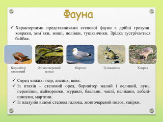  Серед хижих: тхір, лисиця, вовк.
 Із птахів – степовий орел, боривітер малий і великий, лунь,
перепілки, жайворонки, журавлі, баклани, чаплі, пелікани, лебеді-
шипуни, мартини.
 Із плазунів відомі степова гадюка, жовточеревий полоз, ящірки.
 Характерними представниками степової фауни є дрібні гризуни:
ховрахи, хом’яки, миші, полівки, тушканчики. Зрідка зустрічається
байбак.
Боривітер
степовий
Жовточеревий
полоз
Мартин Тушканчик Ховрах
 