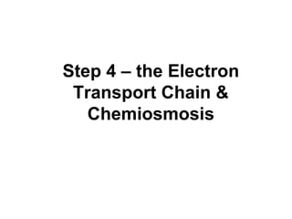 Step 4 – the Electron Transport Chain & Chemiosmosis 