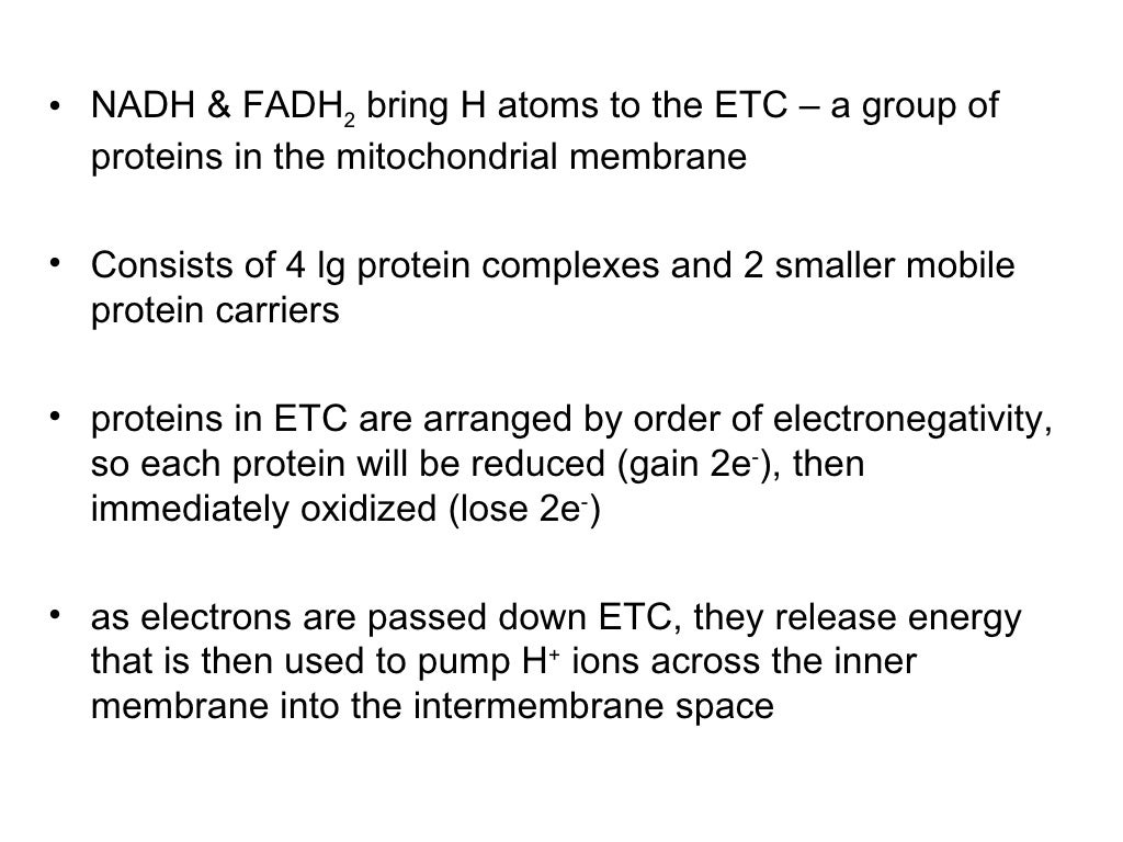 Step 4 – the electron transport chain
