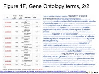 Figure 1F, Gene Ontology terms, 2/2
http://epiexplorer.mpi-inf.mpg.de/index.php?analysisLink=5e950bb28c67d937617b358e910667c5
 