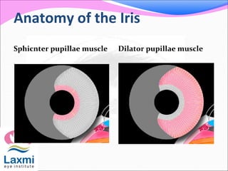 Anatomy of the Iris
Sphicnter pupillae muscle Dilator pupillae muscle
 