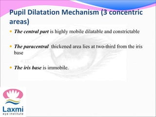 Pupil Dilatation Mechanism (3 concentric
areas)
 The central part is highly mobile dilatable and constrictable
 The paracentral thickened area lies at two-third from the iris
base
 The iris base is immobile.
 