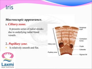 Iris
Macroscopic appearance.
1. Ciliary zone.
It presents series of radial streaks
due to underlying radial blood
vessels
2. Pupillary zone.
 Is relatively smooth and flat.
 