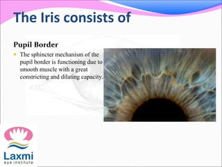 The Iris consists of
Pupil Border
 The sphincter mechanism of the
pupil border is functioning due to a
smooth muscle with a great
constricting and dilating capacity.
 