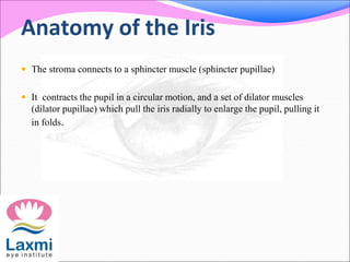 Anatomy of the Iris
 The stroma connects to a sphincter muscle (sphincter pupillae)
 It contracts the pupil in a circular motion, and a set of dilator muscles
(dilator pupillae) which pull the iris radially to enlarge the pupil, pulling it
in folds.
 