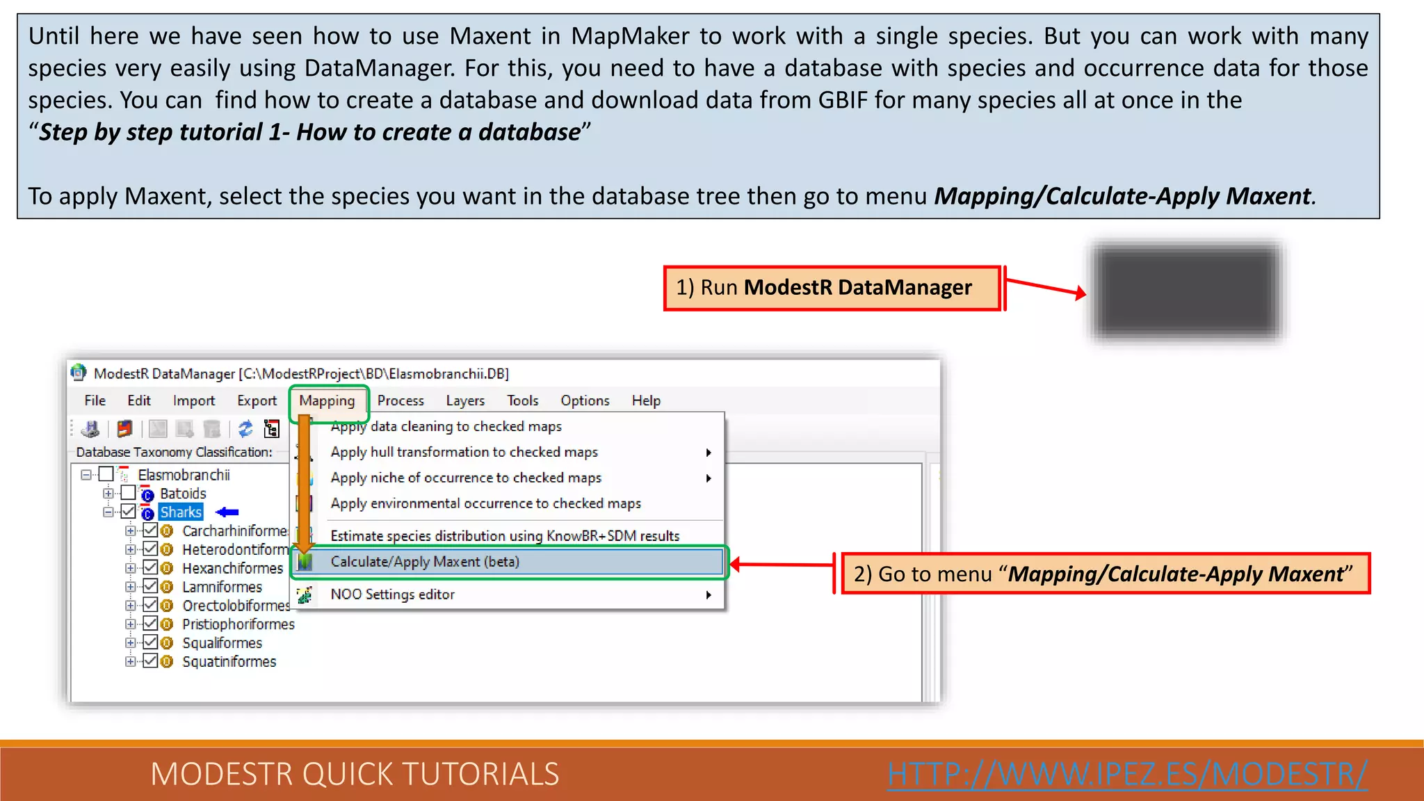 MODESTR QUICK TUTORIALS HTTP://WWW.IPEZ.ES/MODESTR/
Until here we have seen how to use Maxent in MapMaker to work with a single species. But you can work with many
species very easily using DataManager. For this, you need to have a database with species and occurrence data for those
species. You can find how to create a database and download data from GBIF for many species all at once in the
“Step by step tutorial 1- How to create a database”
To apply Maxent, select the species you want in the database tree then go to menu Mapping/Calculate-Apply Maxent.
2) Go to menu “Mapping/Calculate-Apply Maxent”
1) Run ModestR DataManager
 