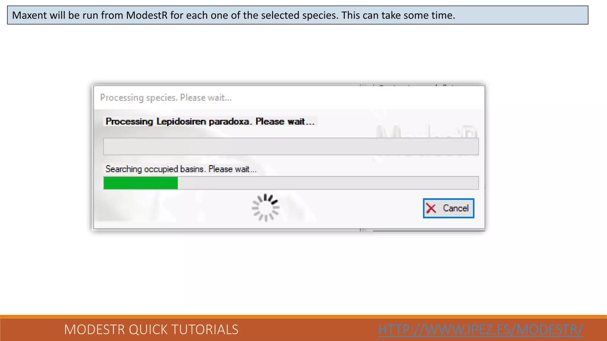 MODESTR QUICK TUTORIALS HTTP://WWW.IPEZ.ES/MODESTR/
Maxent will be run from ModestR for each one of the selected species. This can take some time.
 