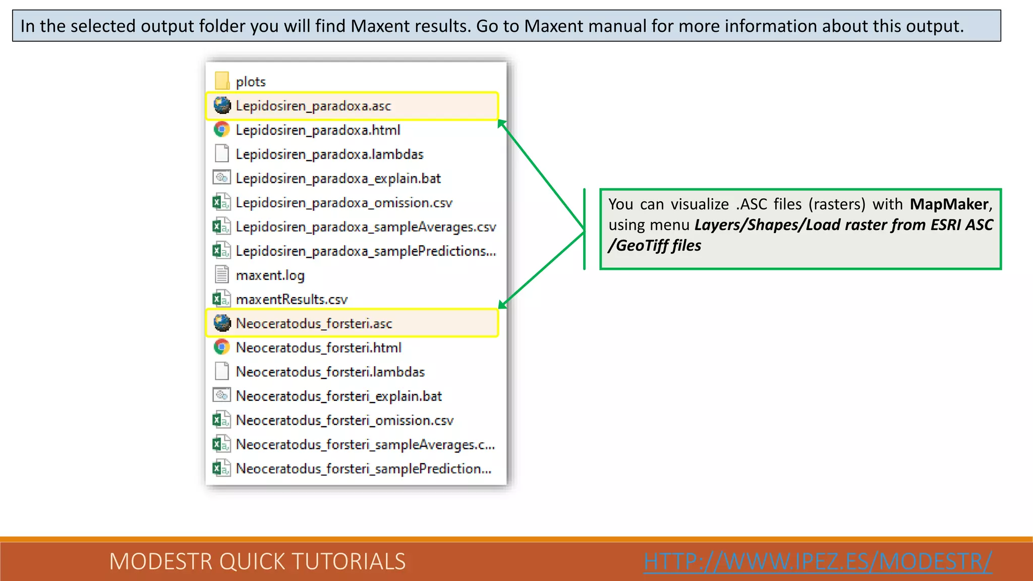 MODESTR QUICK TUTORIALS HTTP://WWW.IPEZ.ES/MODESTR/
In the selected output folder you will find Maxent results. Go to Maxent manual for more information about this output.
You can visualize .ASC files (rasters) with MapMaker,
using menu Layers/Shapes/Load raster from ESRI ASC
/GeoTiff files
 