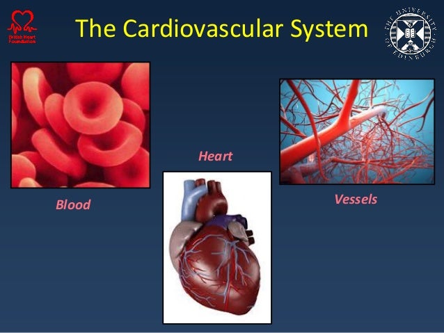 Air Pollution and Cardiovascular Health Dr. Jeremy Langrish and Dr. M…