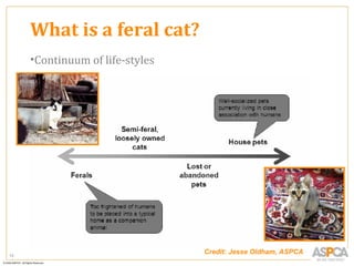 What is a feral cat?
     •Continuum of life-styles




10
                                 Credit: Jesse Oldham, ASPCA
 