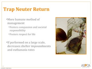 Trap Neuter Return
     •More humane method of
      management
      • Fosters compassion and societal
        responsibility
      • Fosters respect for life


     •If performed on a large scale,
      decreases shelter impoundments
      and euthanasia rates




17
 