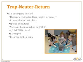 Trap-Neuter-Return
     • Cats undergoing TNR are:
        • Humanely trapped and transported for surgery
        • Examined under anesthesia
        • Spayed or neutered
        • Vaccinated against rabies +/- FVRCP
        • +/- FeLV/FIV tested
        • Ear-tipped
        • Returned to their home




21
 