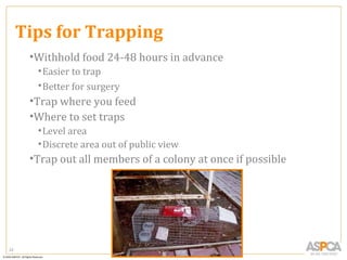 Tips for Trapping
      •Withhold food 24-48 hours in advance
       • Easier to trap
       • Better for surgery
      •Trap where you feed
      •Where to set traps
       • Level area
       • Discrete area out of public view
      •Trap out all members of a colony at once if possible




23
 