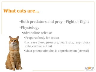 What cats are…

       •Both predators and prey - Fight or flight
       •Physiology
        •Adrenaline release
         •Prepares body for action
         •Increase blood pressure, heart rate, respiratory
          rate, cardiac output
         •Most potent stimulus is apprehension (stress!)




25
 