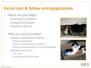 Feral cats & feline overpopulation
     •More cats than dogs:
      • Entering U.S. shelters
      • Living in U.S. homes
      • Outside in the U.S.

     •Why are cats in trouble?
      • Unique reproductive features
        • Kittens have kittens
        • Kittens with kittens have kittens
        • Physical changes absent, nocturnal behavior
      • Second class status
        • Less care
        • Less understood, few laws


3
 