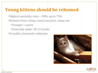 Young kittens should be rehomed
      • Highest mortality rates – 50%, up to 75%
      • Remove from colony: tame/socialize, adopt out
         • Younger = easier
         • Generally under 10-12 weeks
      • If unable, humanely euthanize




38
 