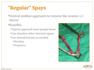 “Regular” Spays
     •Ventral midline approach to remove the ovaries +/-
      uterus
     •Benefits:
      • Typical approach most people know
      • Can visualize other internal organs
      • Can extend incision as needed
        • Bleeding
        • Pregnancy




44
 